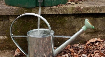 Jak často zalévat česnek venku a do kdy?